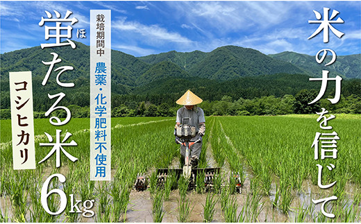 016-002 特別栽培米　蛍たる米コシヒカリ6㎏　