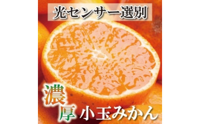  ＜先行予約＞家庭用　小玉な有田みかん5.5kg+165g（傷み補償分）【わけあり・訳あり】【光センサー選果】【2023年11月10日～発送】 485154 - 和歌山県九度山町
