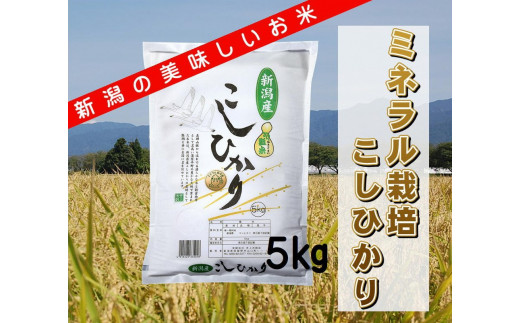 【新米】ミネラル栽培こしひかり 5kg 白米 精米 井上米穀店 1I01012 232119 - 新潟県阿賀野市