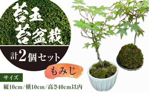 苔玉 1個 苔盆栽 1個 (もみじ) 合計2個 セット コケ 苔