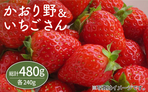 先行予約】【農家直送】赤いちご 食べ比べ！かおり野＆いちごさん 各