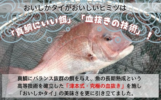 津本式　究極の血抜き　熟成魚