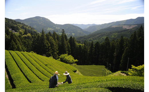 茶摘み作業の風景1
