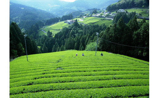 茶摘み作業の風景2
