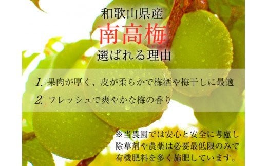 和歌山県新宮市のふるさと納税 【梅干・梅酒用】（3Lまたは2L－2Kg）熟南高梅＜2025年6月上旬～7月上旬ごろに順次発送予定＞ / 梅 青梅 梅干 梅干し 大容量 梅酒 お酒【art008A】