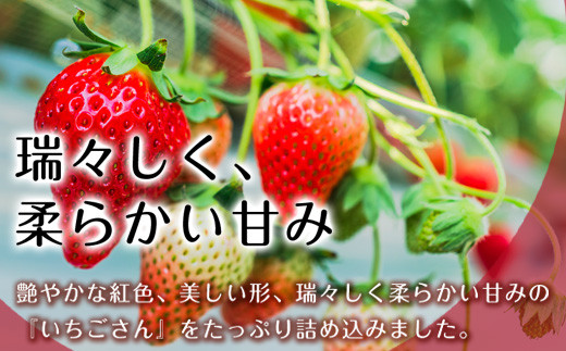 冷凍いちご(いちごさん) 500g×2袋(合計1kg)急速冷凍 新鮮 苺 フルーツ 