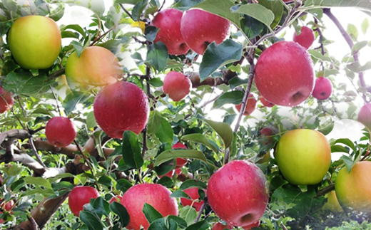 6-014-017　山口さんちの4種のりんご食べ比べ 5kg【10月下旬～発送】 683747 - 北海道増毛町