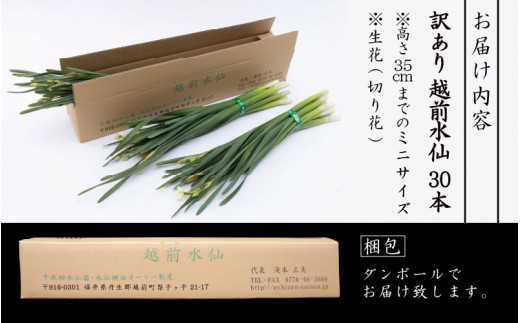 【訳あり】お花 越前水仙「ミニサイズ」 × 30本（生花・切花）【丈35cmまで】【花 水仙 福井県産】 [e39-a004]