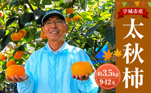太秋柿 約3.5kg（9～12玉）斉藤太秋柿園 柿