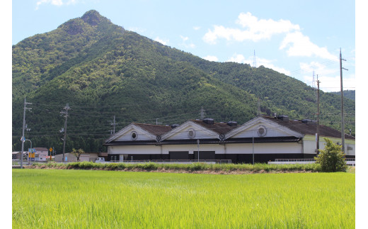 蔵の周りは一面田んぼで酒造米山田錦の栽培がおこなわれています。