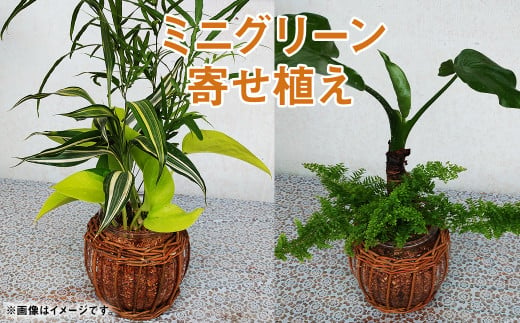ミニグリーン 寄せ植え（bring green）ガラス瓶植え 観葉植物 植物 インテリア 1246772 - 熊本県菊池市