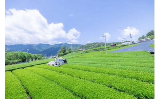 【定期便】「川根の茶」ペットボトル　毎月1ケース×6ヶ月、作業風景２
