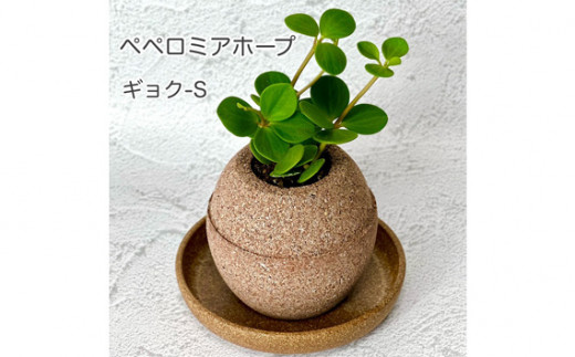 No.232 アクアプラントポット玉－S鉢植えペペロミアホープ ／ 園芸