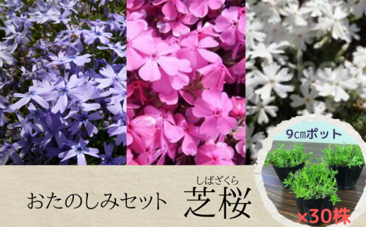 【どの品種が来るかお楽しみ】芝桜（30株） 387803 - 千葉県八街市