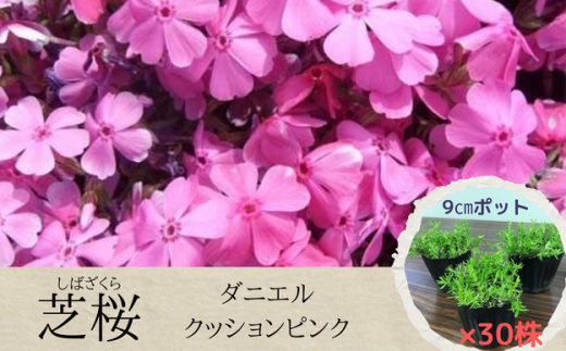 【ダニエルクッションピンク】芝桜（30株） 387801 - 千葉県八街市