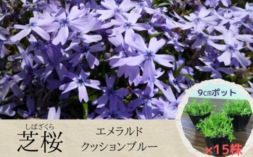 【 エメラルドクッションブルー 】 芝桜 （ 15株 ） 花 387795 - 千葉県八街市