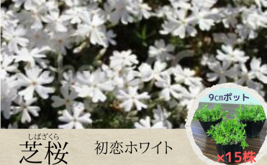 【 初恋ホワイト 】 芝桜 （ 15株 ） 387797 - 千葉県八街市