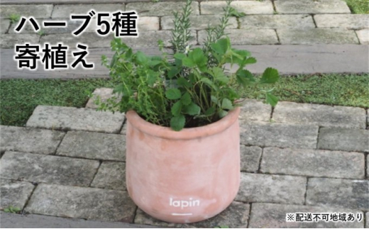 ハーブ 5種 寄植え（ラウンド型テラコッタ鉢25cm）※配送不可：北海道