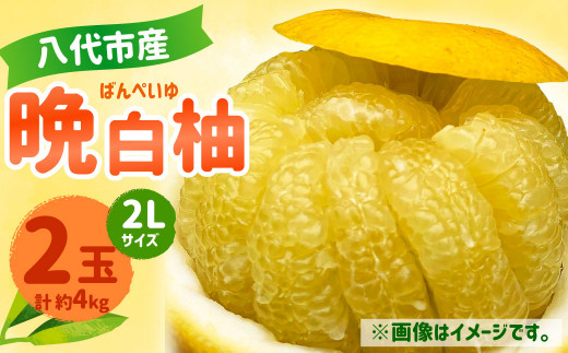 八代産 晩白柚 2玉 2Lサイズ 約4kg 果物 フルーツ