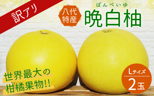 訳あり 晩白柚  Lサイズ 2玉 柑橘 果物 フルーツ
