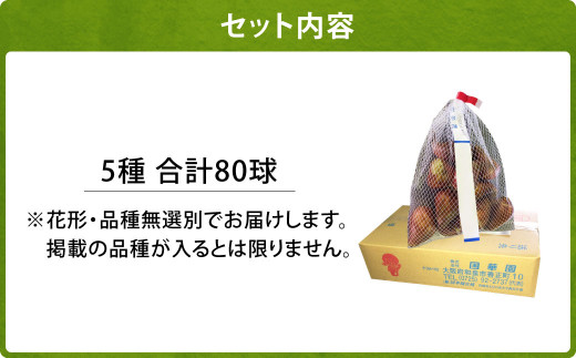 10月上旬より順次発送 チューリップ 球根 5種ミックス 無選別 80球 花 ガーデニング 宮崎県えびの市 ふるさと納税 ふるさとチョイス