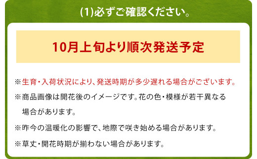 10月上旬より順次発送 チューリップ 球根 5種ミックス 無選別 80球 花 ガーデニング 宮崎県えびの市 ふるさと納税 ふるさとチョイス