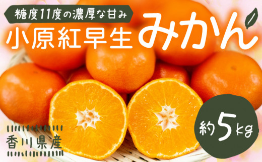 先行予約 小原紅早生みかん 約5kg 香川県さぬき市 ふるさとチョイス ふるさと納税サイト