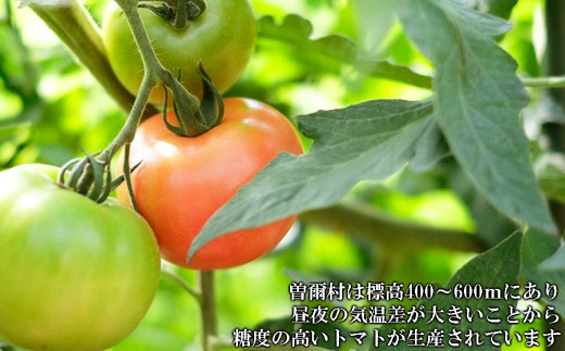 糖度の高いトマトが生産されています