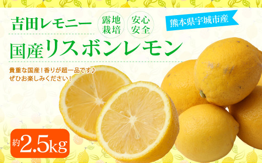 国産リスボンレモン 約2.5kg 吉田レモニー 檸檬 柑橘