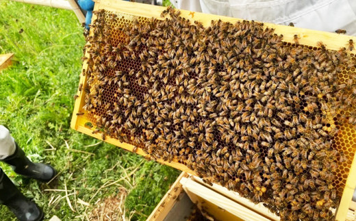 はちみつ 生はちみつ 純国産 羽実ハニー 100g 100g×3個 非加熱 蜂蜜