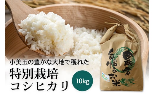 令和5年産新米】特別栽培コシヒカリ 10kg こしひかり 10キロ お米 特別