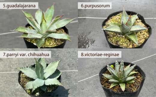 限定セット 実生 アガベ 16点 長与町 アグリューム Eai069 植物 観葉植物 多肉植物 インテリア 緑 雑貨 園芸 ガーデニング 長崎県長与町 セゾンのふるさと納税