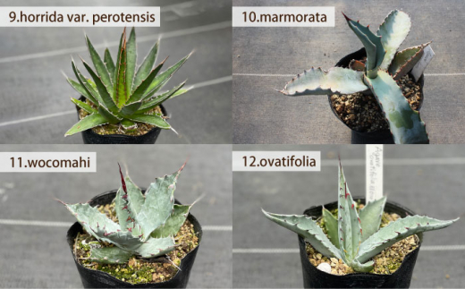 限定セット 実生 アガベ 16点 長与町 アグリューム Eai069 植物 観葉植物 多肉植物 インテリア 緑 雑貨 園芸 ガーデニング 長崎県長与町 セゾンのふるさと納税