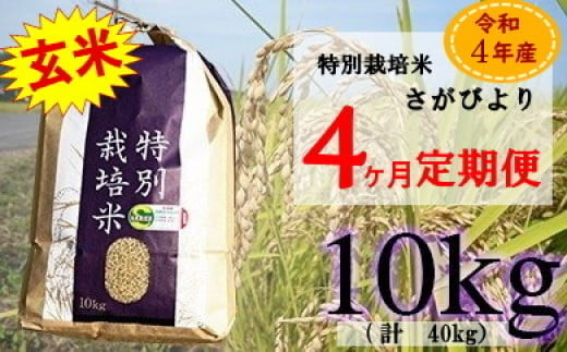 ZE-1 【4ヶ月連続お届け】佐賀県産 特別栽培米 さがびより10kg 399743 - 佐賀県太良町