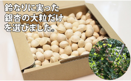 先行予約】大粒銀杏（1,200g） ぎんなん 季節 旬の食材 - 佐賀県小城市