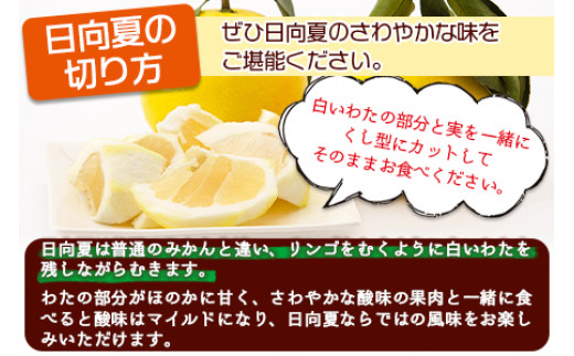 期間限定！数量限定！＜宮崎県産 日向夏（種なし）約2.5kg＞【 柑橘 宮崎県 特産物 果物 フルーツ デザート ジュース ゼリー 旬 期間限定  数量限定 さっぱり 】2024年1月中旬～2月末迄に順次出荷