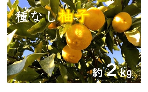 LF0801 三次産 種なし柚子(多田錦) 330712 - 広島県三次市