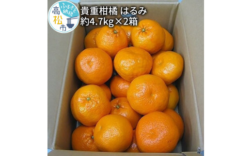 貴重柑橘　はるみ　約4.7kg×2箱【2025年2月上旬～2025年3月中旬配送】 414703 - 香川県高松市