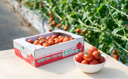 [№5802-0765]中玉フルーツトマト「ゼッピン娘」1.8kg（1箱）