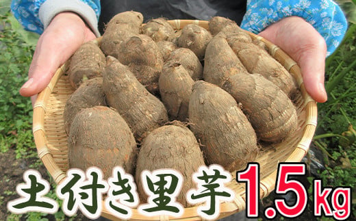 土付き里芋 約1.5kg ／ さといも 里いも サトイモ 産地直送 ポパイの家 766941 - 岩手県八幡平市