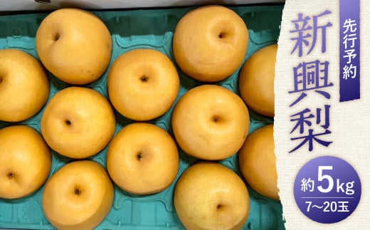 【先行予約】新興梨 約5kg 7～20玉 なし 新興
