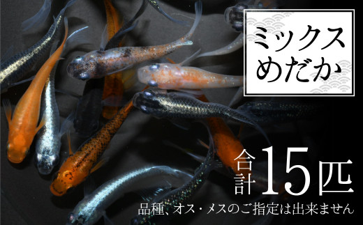 ミックスめだか 15匹 水兵メダカ 熊本県産 めだか 目高 熊本県八代市 ふるさとチョイス ふるさと納税サイト