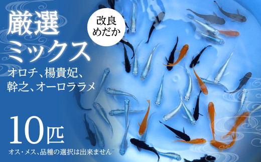 厳選ミックス (オロチ、楊貴妃、幹之、オーロララメ) 改良めだか 10匹