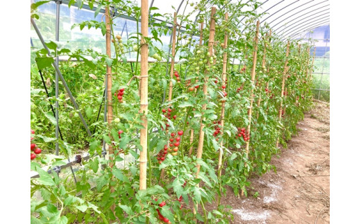 ハウスで極限まで水を減らして栽培するので、とても甘いトマトができます