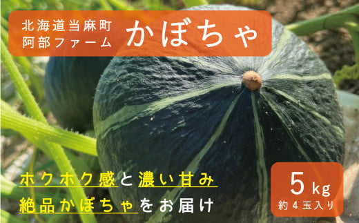[2024年産予約]かぼちゃ5kg 北海道当麻町産ダークホース