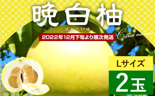 八代市特産 晩白柚 2玉 Lサイズ 1.5㎏前後 × 2玉 柑橘
