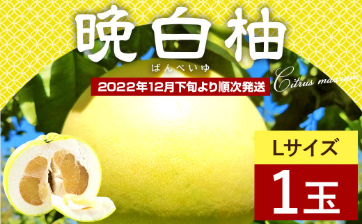 八代市特産 晩白柚 1玉 Lサイズ 1.5㎏前後 × 1玉 柑橘