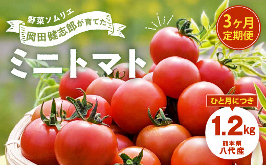 【先行受付】 野菜 ソムリエ 岡田健志郎が育てた ミニトマト 1.2kg 3回発送 定期便