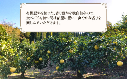 八代市特産 晩白柚 1玉 Lサイズ 1.5㎏前後 × 1玉 柑橘