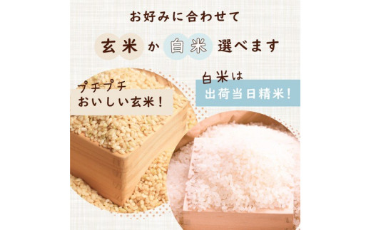 令和5年 滋賀県湖北産 湖北のコシヒカリ 27kg (白米) - 滋賀県